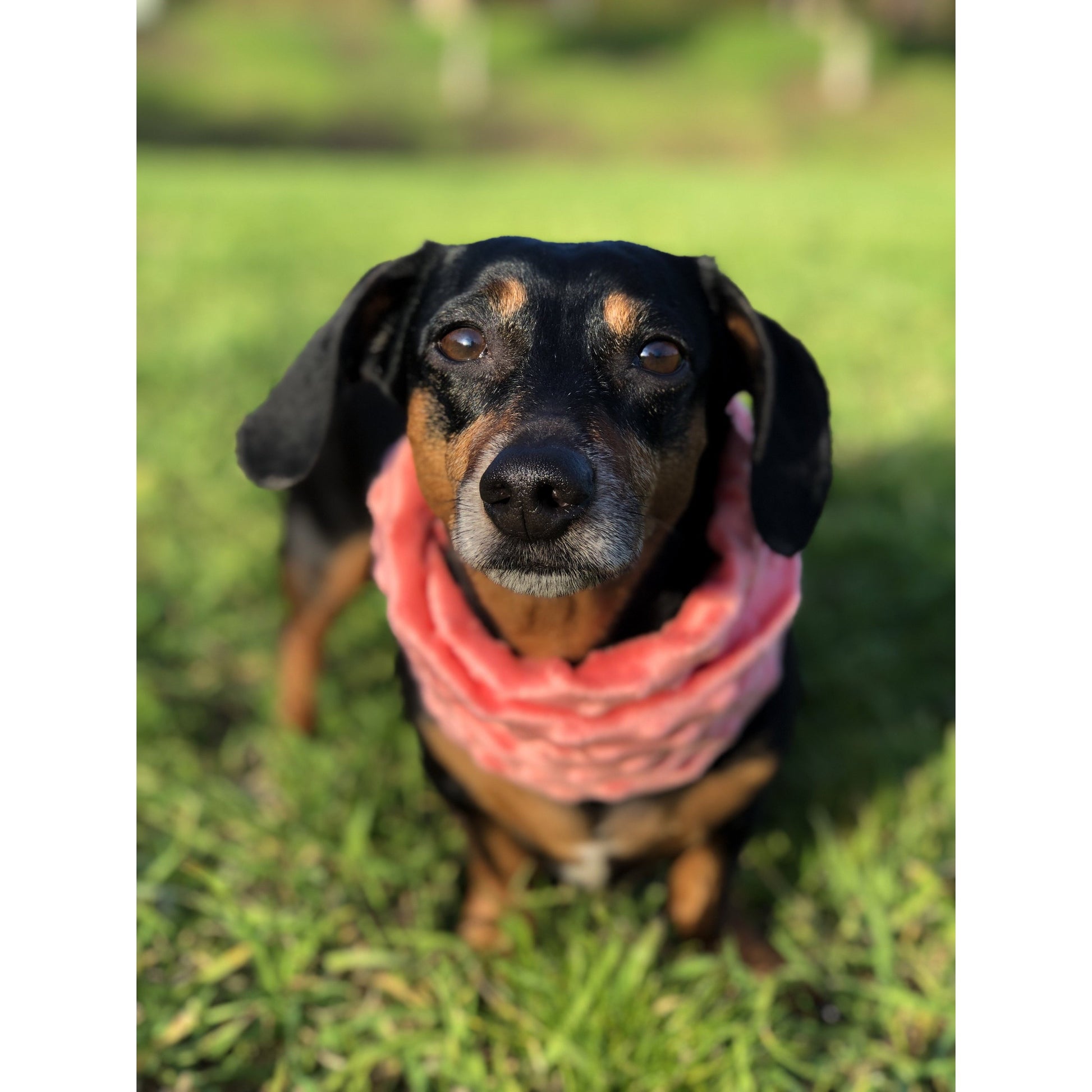 Hubba Hubba Scarf - Cozy and Stylish for Dogs and Dog Moms