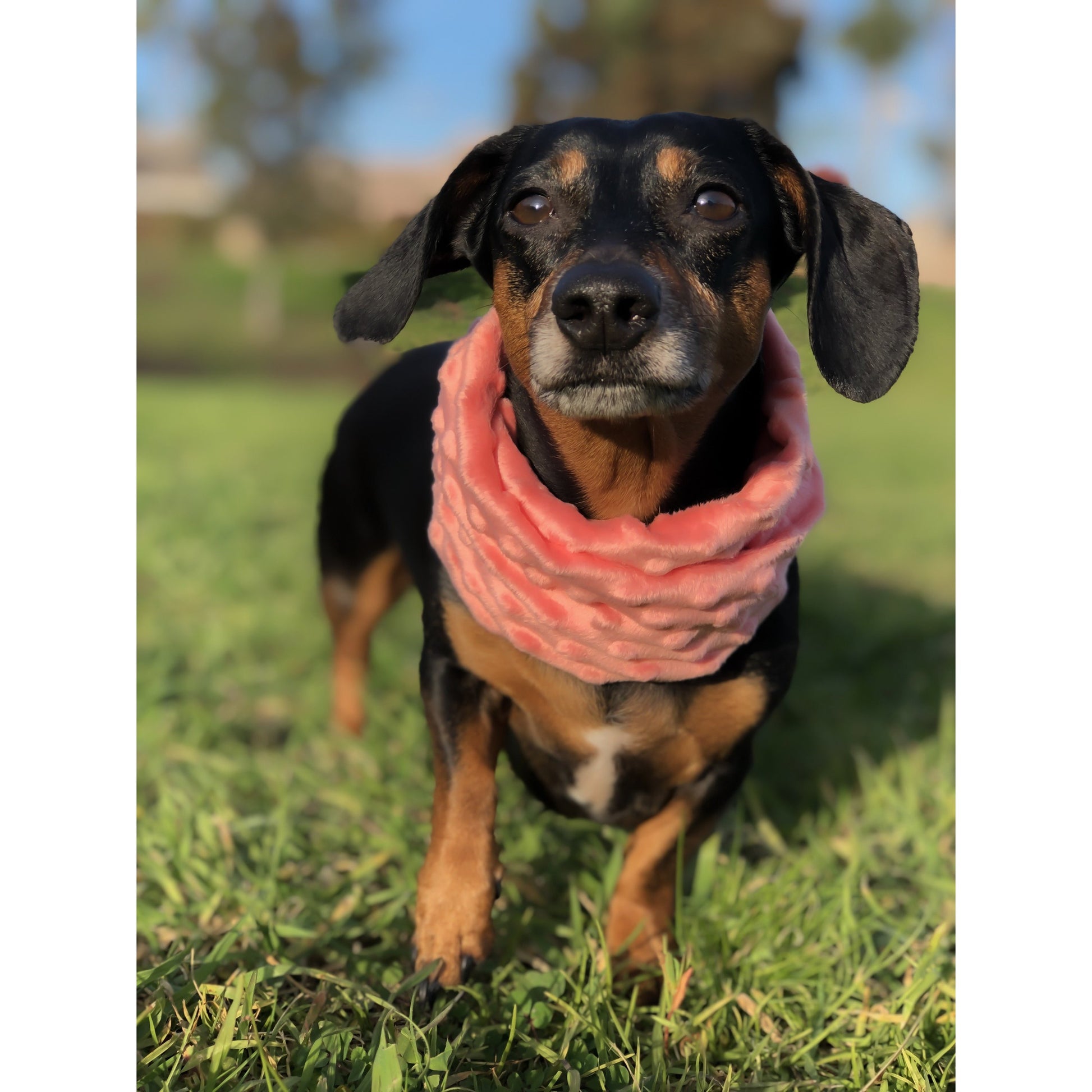 Hubba Hubba Scarf - Cozy and Stylish for Dogs and Dog Moms