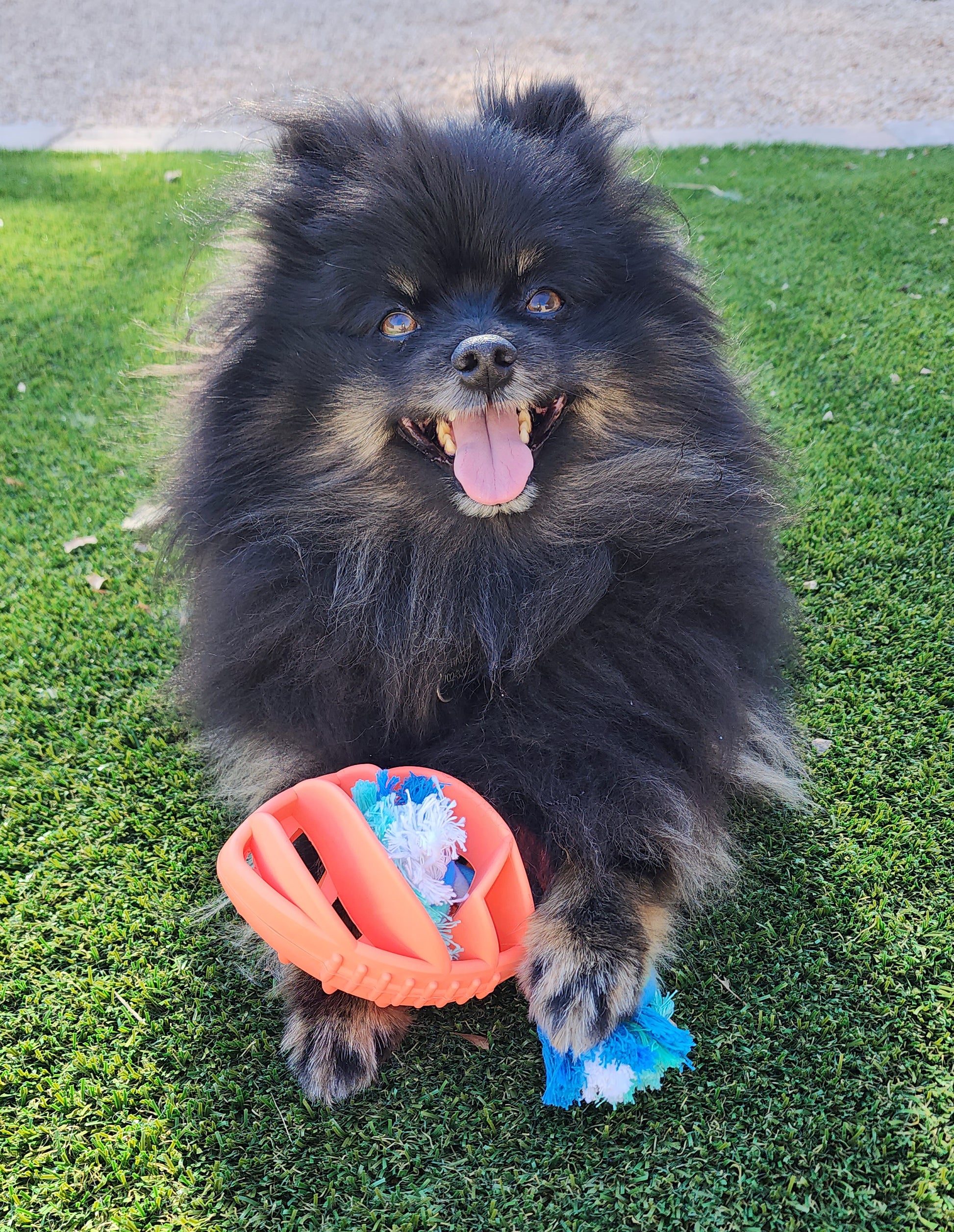 Interactive Football Dog Chew Toy for Fetch and Playtime